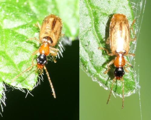 Réf. 254 597 : Demetrias atricapillus